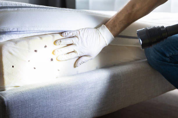Best Emergency Pest Control  in Lockhart, TX