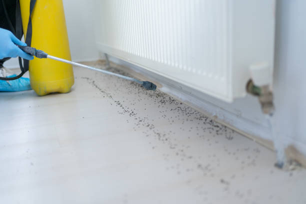 Best Local Pest Control Services  in Lockhart, TX